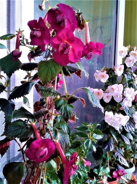  - Frumosi mei achi astazi