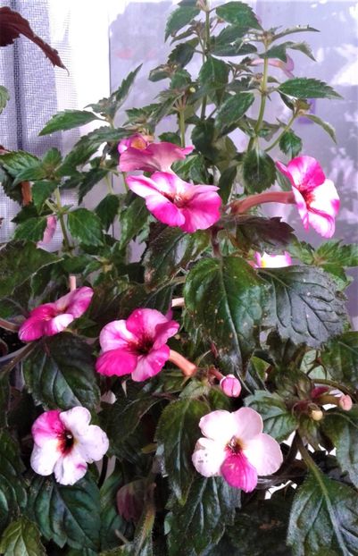  - Frumosi mei achi astazi