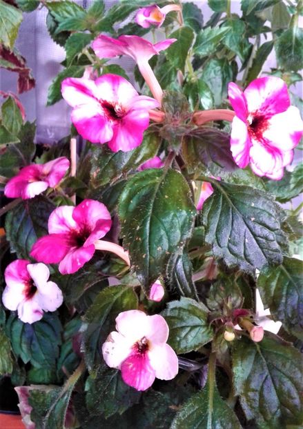  - Frumosi mei achi astazi