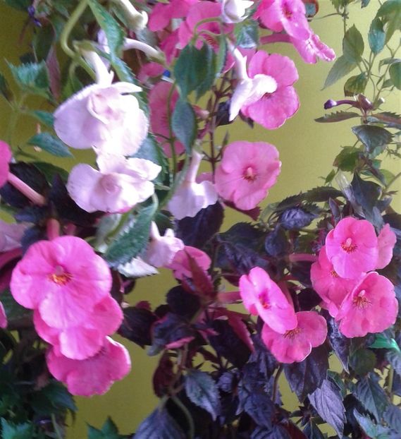  - Frumosi mei achi astazi