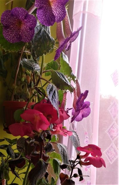  - Frumosi mei achi astazi