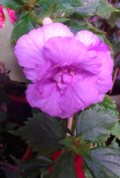  - Frumosi mei achi astazi