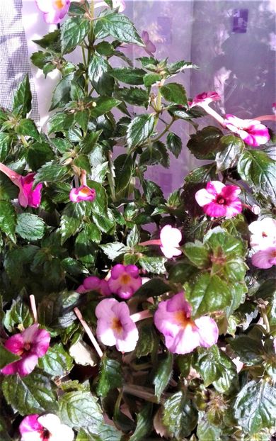  - Frumosi mei achi astazi