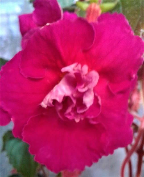  - Frumosi mei achi astazi