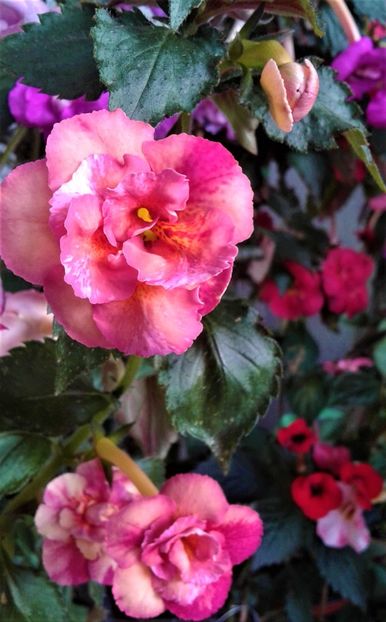  - Frumosi mei achi astazi