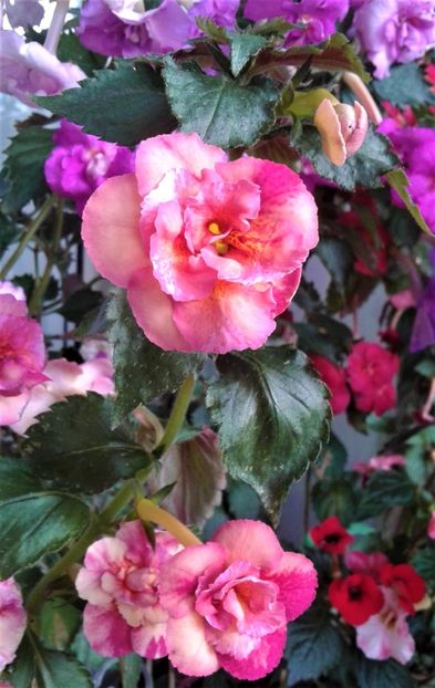  - Frumosi mei achi astazi