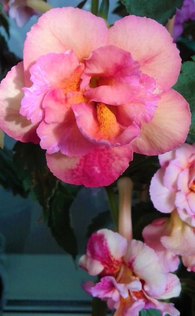  - Frumosi mei achi astazi