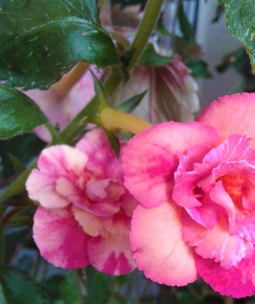  - Frumosi mei achi astazi