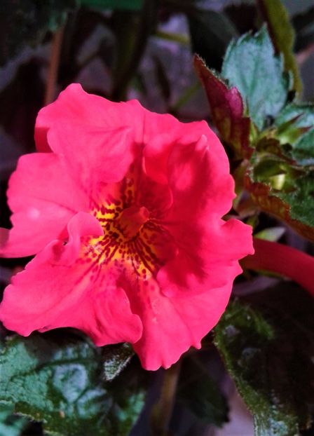  - Frumosi mei achi astazi