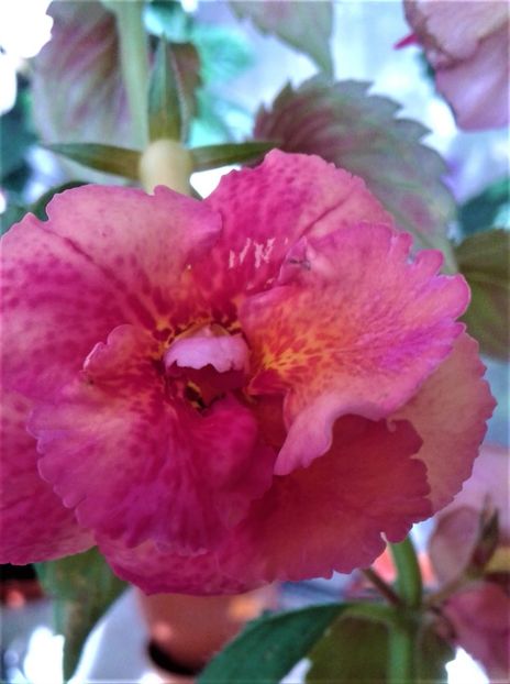  - Frumosi mei achi astazi