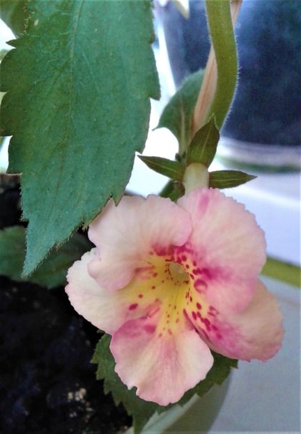  - Frumosi mei achi astazi