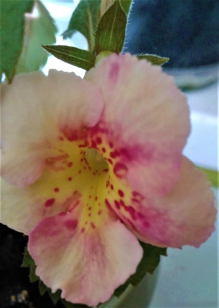  - Frumosi mei achi astazi