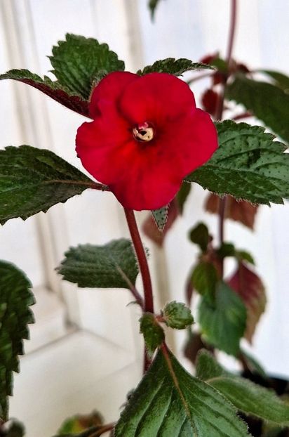 Lady in black - Achimenes 2022 2023