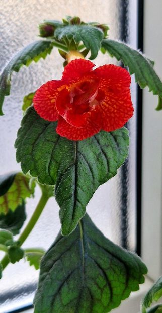 Mm 's Irina - Achimenes 2022 2023