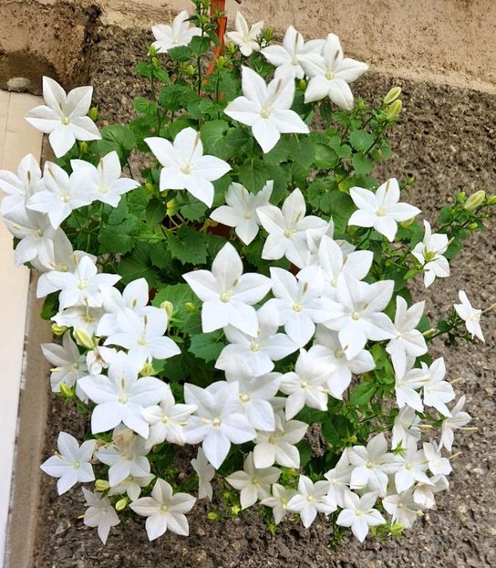  - Campanula alba si bleu
