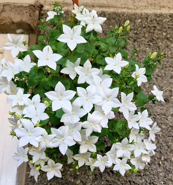  - Campanula alba si bleu