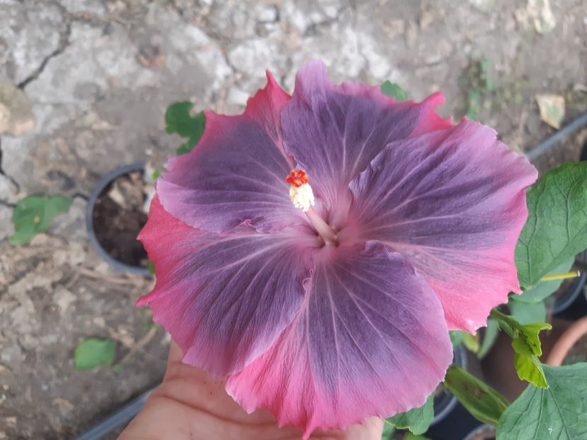  - Moorea My Blue Pearl