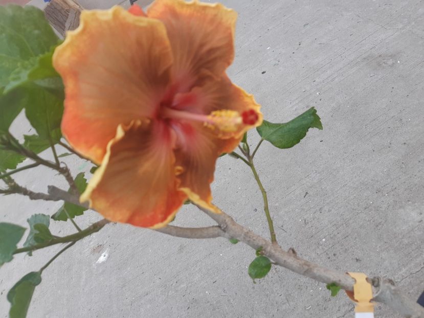  - YBo den flower dances