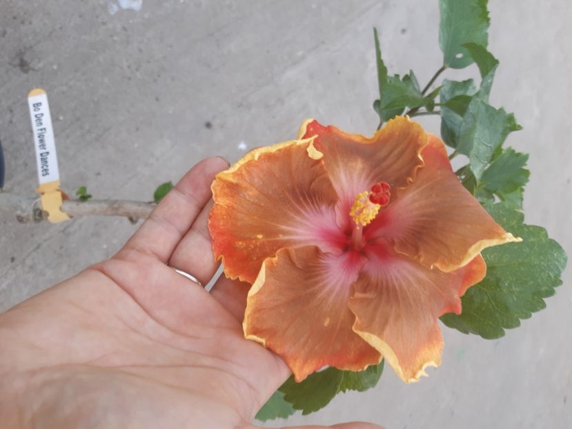  - YBo den flower dances