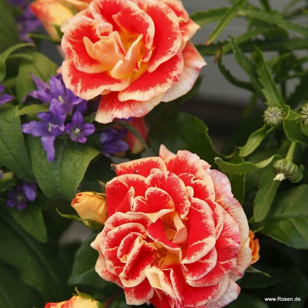 Airbrush - TRANDAFIRI FLORIBUNDA de vanzare-2025