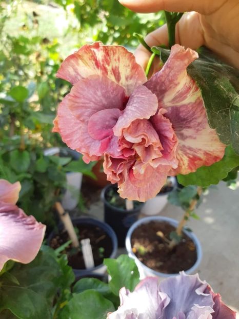 received_1100921653884861 - ZzHibiscusi cu floare batuta