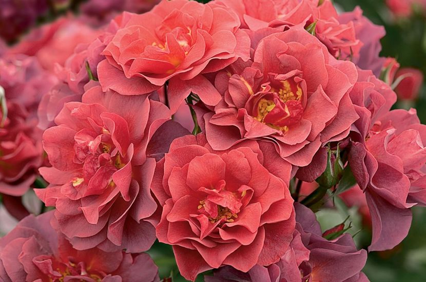 Cinco de Mayo® - TRANDAFIRI FLORIBUNDA de vanzare-2025