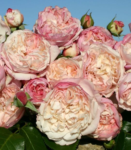Herkules®0 - TRANDAFIRI FLORIBUNDA de vanzare-2025