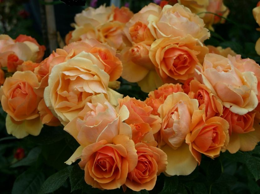 Hansestadt Rostock® - TRANDAFIRI FLORIBUNDA de vanzare-2025