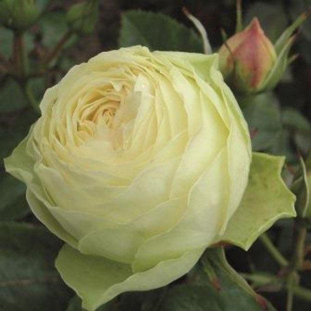 Lemon Rokoko® - TRANDAFIRI FLORIBUNDA de vanzare-2025