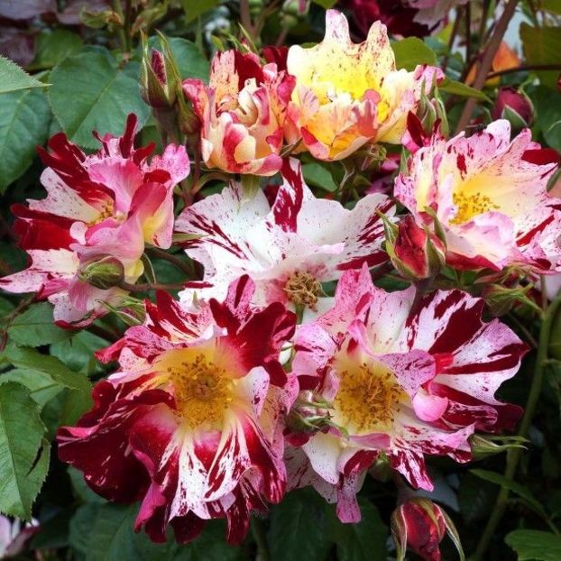 Little Hanabi ®0 - TRANDAFIRI FLORIBUNDA de vanzare-2025