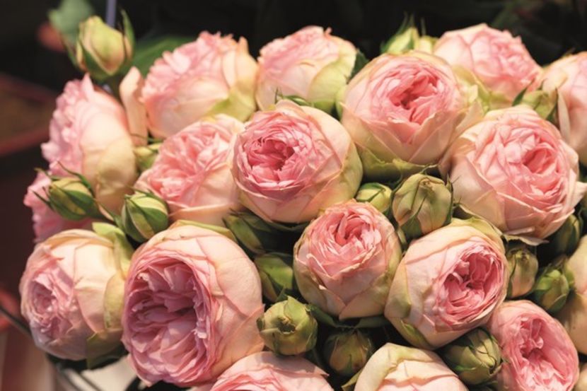 Lovely Rokoko®00 - TRANDAFIRI FLORIBUNDA de vanzare-2025