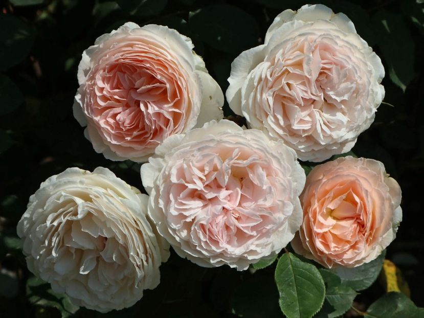 Märchenzauber® - TRANDAFIRI FLORIBUNDA de vanzare-2025