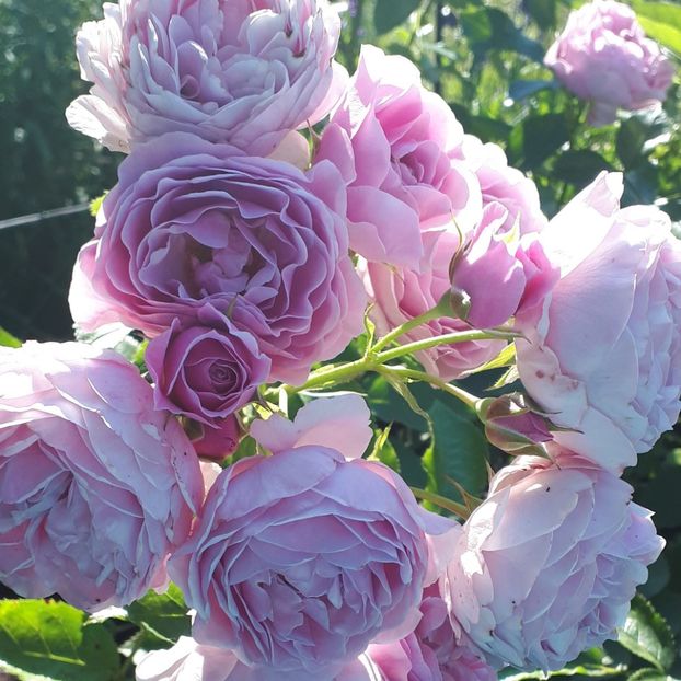 Nautica ®00 - TRANDAFIRI FLORIBUNDA de vanzare-2025