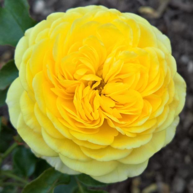 Inka® - TRANDAFIRI THEAHIBRID de vanzare -2026