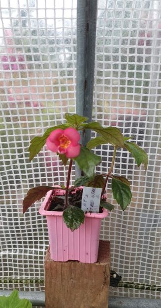 received_3336562339966376 - RF_s Little Star