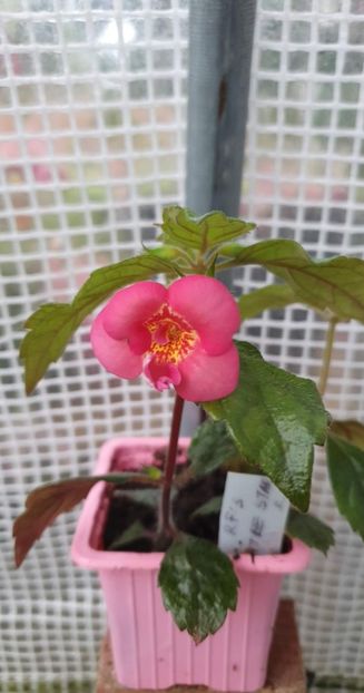 received_840918007044334 - RF_s Little Star