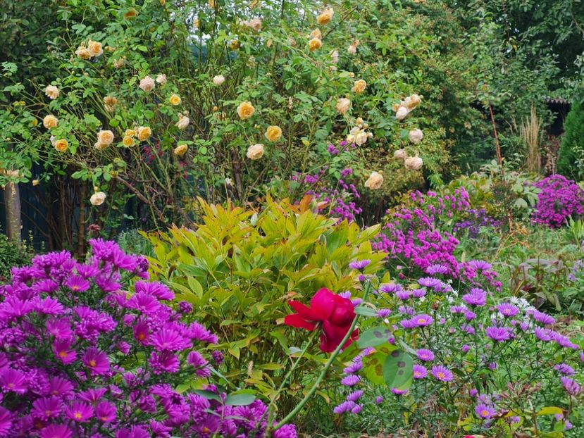  - 2022_Septembrie_Aster