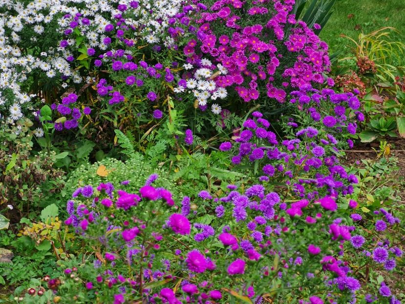  - 2022_Septembrie_Aster