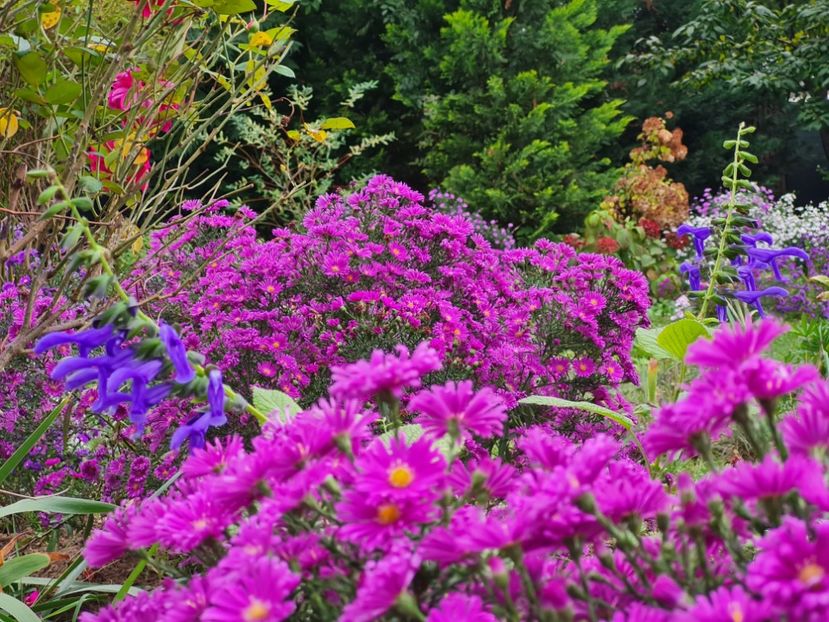  - 2022_Septembrie_Aster