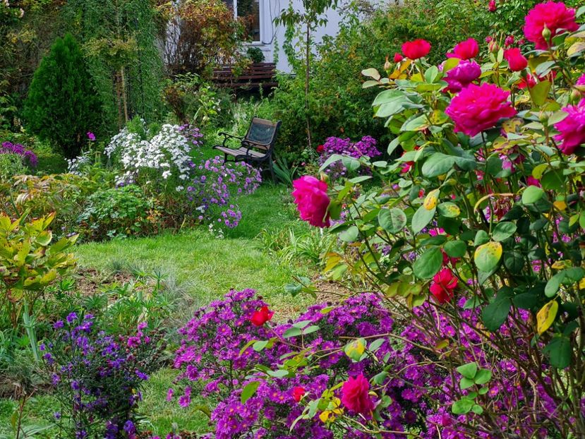  - 2022_Septembrie_Aster