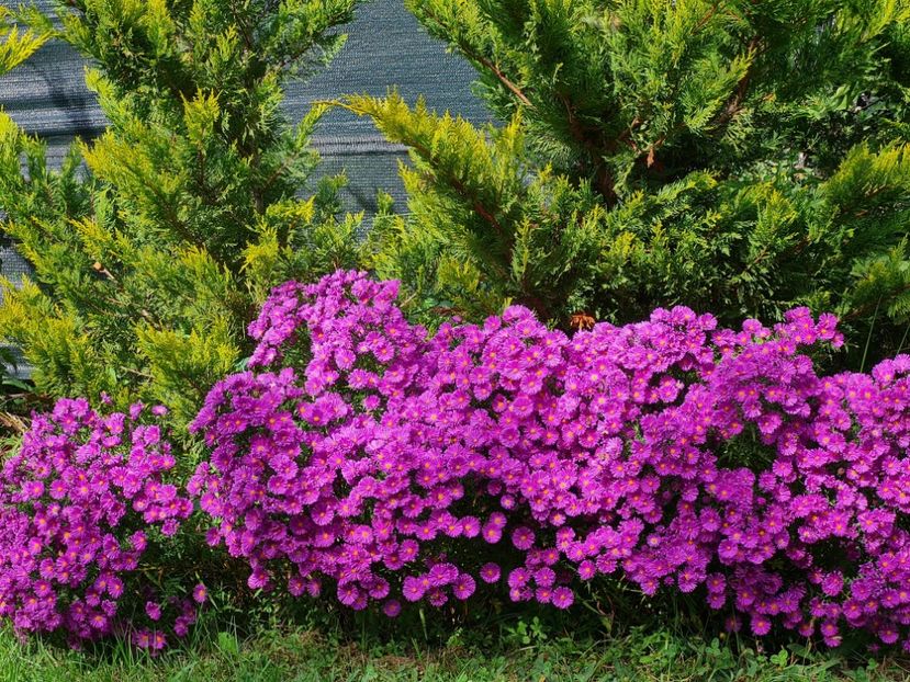  - 2022_Septembrie_Aster