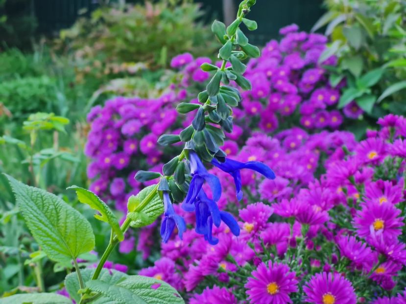  - 2022_Septembrie_Aster