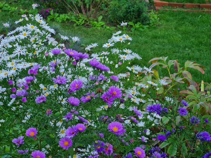 - 2022_Septembrie_Aster
