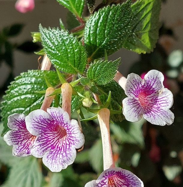  - Ambroise Verschaffelt