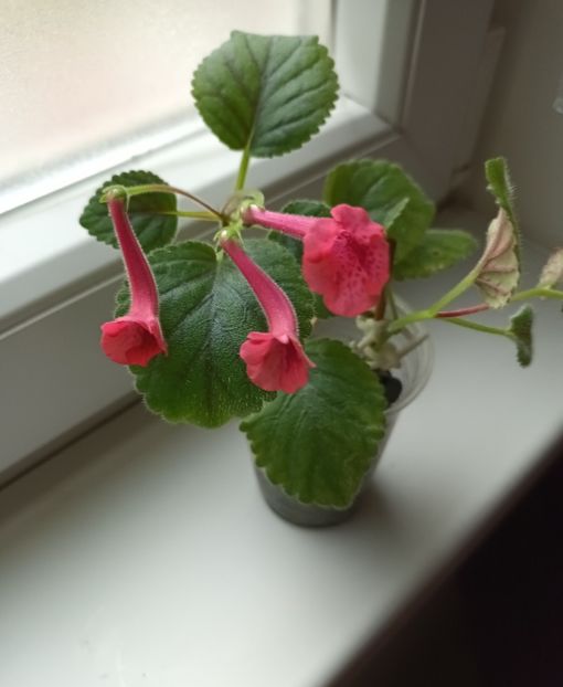  - Mini sinningia
