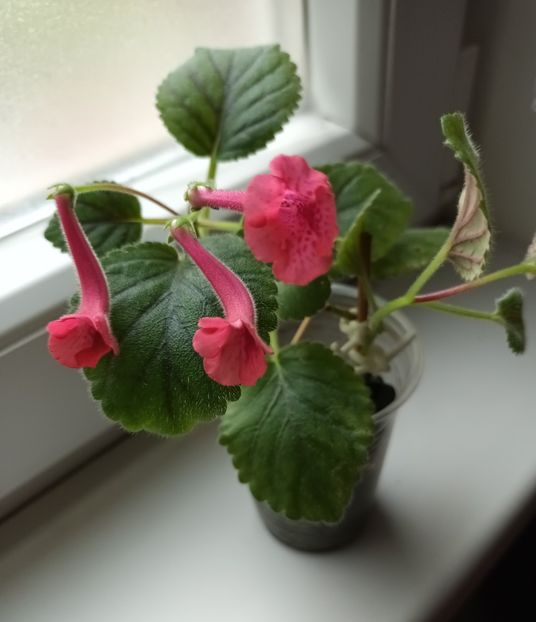  - Mini sinningia