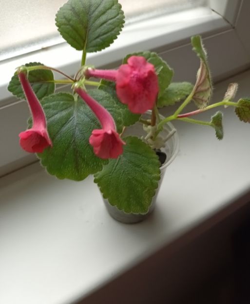  - Mini sinningia