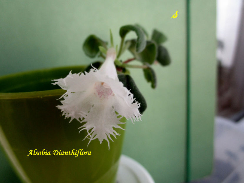 Alsobia Dianthiflora(5-x-2022) - Gesneriaceae 2022