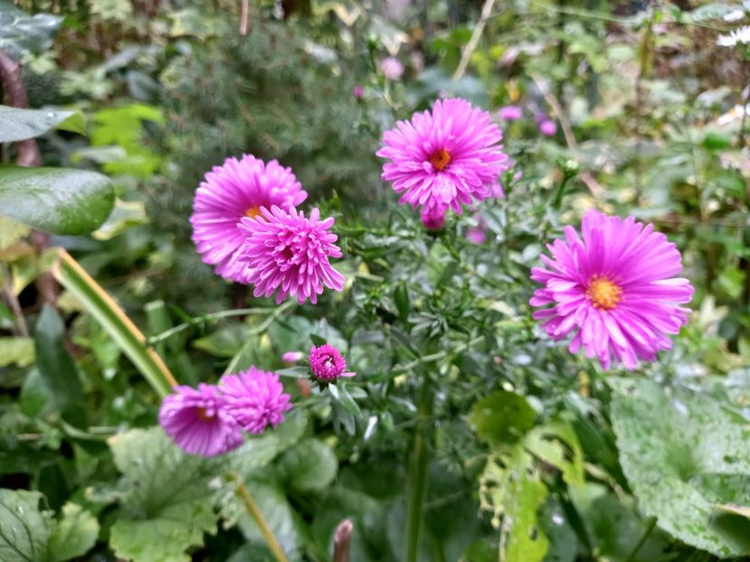  - Grădina 2022 continuare 4