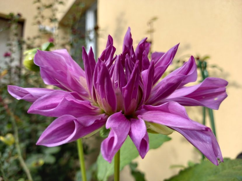 Dalia "Blue Boy" - Grădina 2022 continuare 4